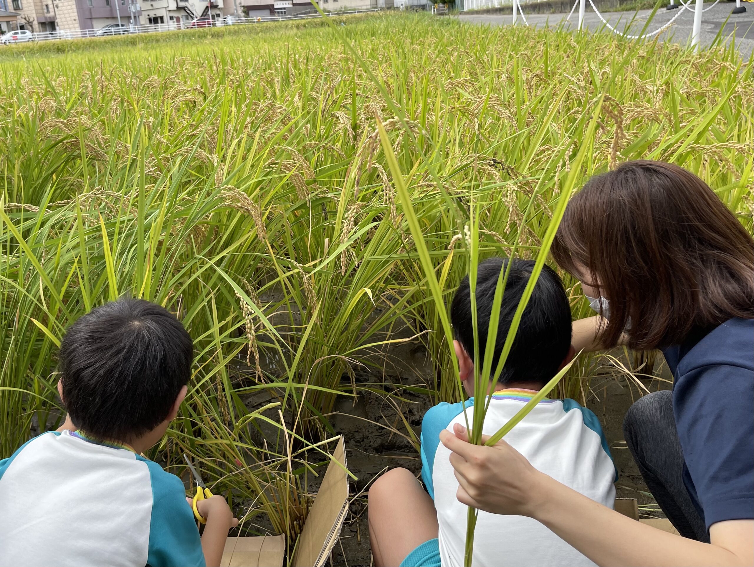 稲刈り体験🌾
